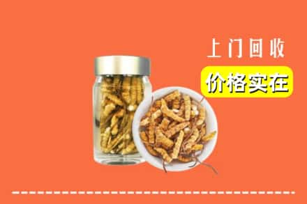 日喀则南木林回收散虫草