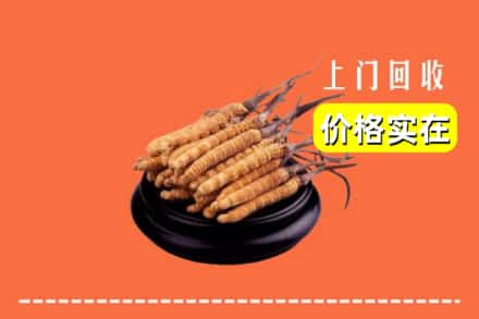 诚信求购:日喀则南木林高价回收冬虫夏草